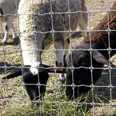 1.8 मीटर ऊंचाई बकरी खेत तार जाल बाड़ गर्म डुबोया जस्ती विरोधी जंग